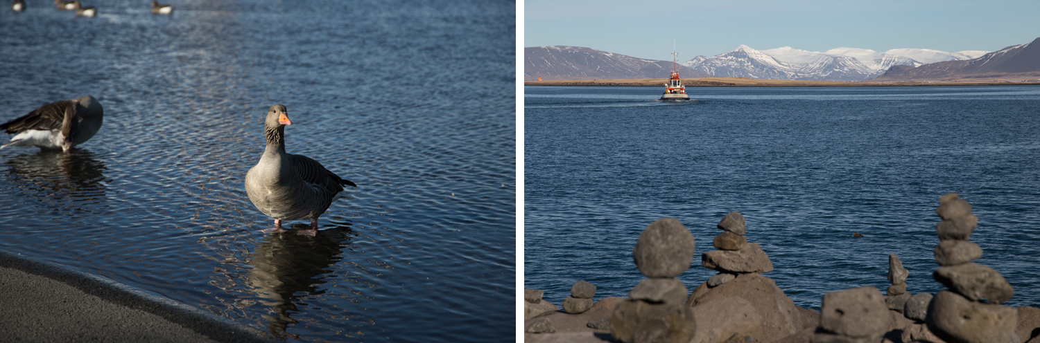 Links: Eine Ente steht in einem flachen Wasserbecken auf dem Vorplatz von Harpa, der Konzerthalle in Reykjavík. Rechts: Ein Boot entfernt sich von der Küste, wo Steinbrocken in mehreren kleinen Türmen aufgestapelt sind.