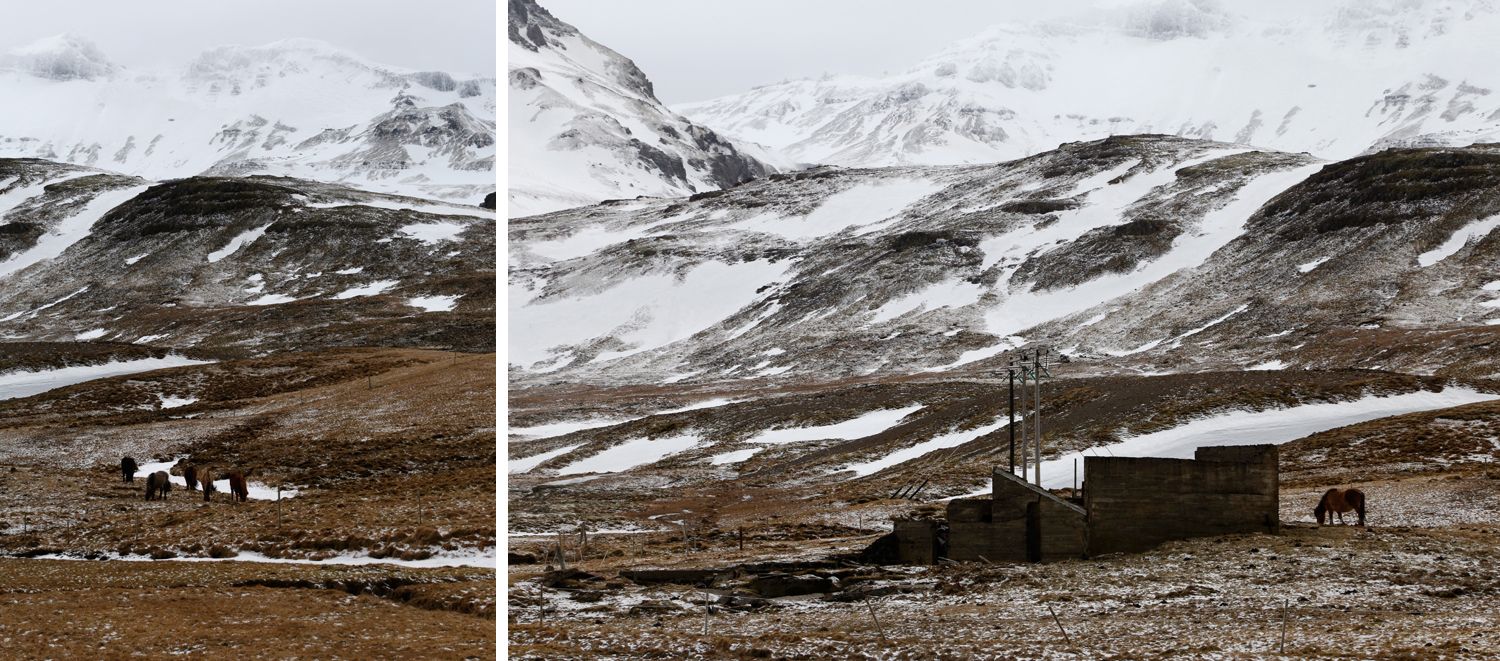 Underneath the arctic sun, Icelandic horeses are grazing on the dry grass that nature provides, with snowy hills telling the story of an austere landscape.